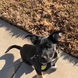 Meet your Posher, Patrick